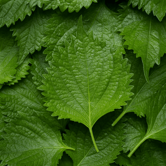 Huile aromatique shiso