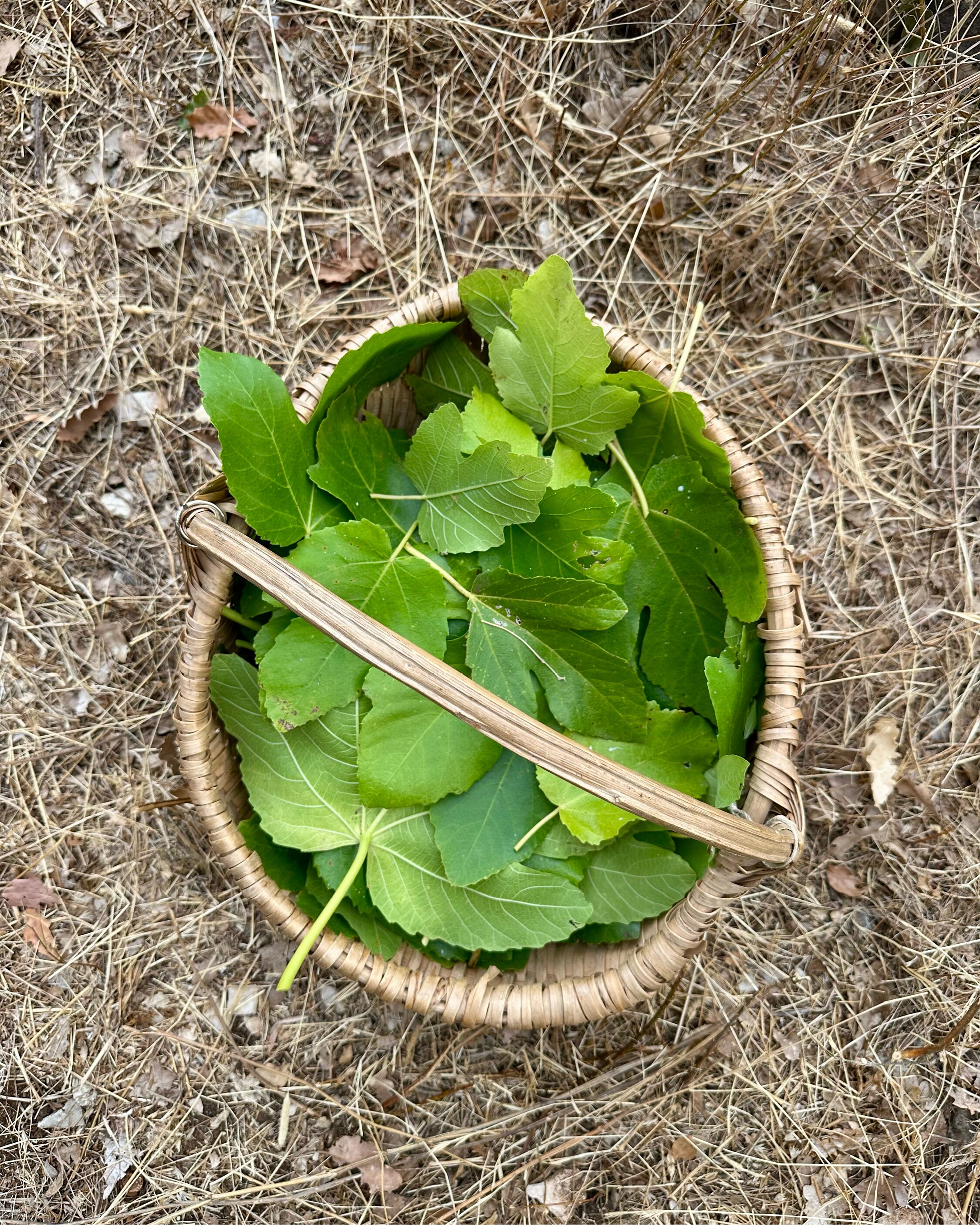 Cueillette raisonnée